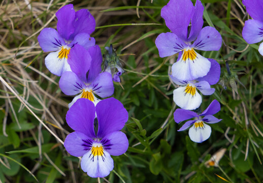 Wild Pansy flowers - Viola tricolor, commonly known as heartsease or Johnny jump-up