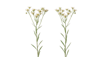 Fototapeta premium Two isolated stems of white wildflowers with green foliage on a clean white background
