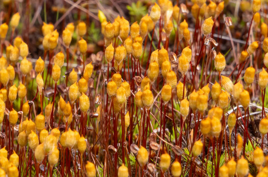 Spore capsules (sporophytes) of Haircap Moss (Polytrichum commune). Sporophytes (spore-bearing capsules) of a haircap moss, Common Haircap Moss (Polytrichum commune)