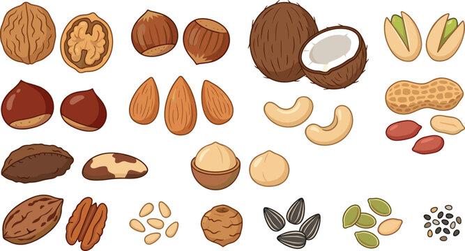 Mixed nuts and seeds collection with almonds, walnuts, coconut, pistachios, peanuts, and healthy snack food cartoon vector set