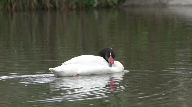 Black-necked swan (Cygnus melancoryphus) swimming which is found in South American and  Falkland Islands, bird wildlife stock video footage clip