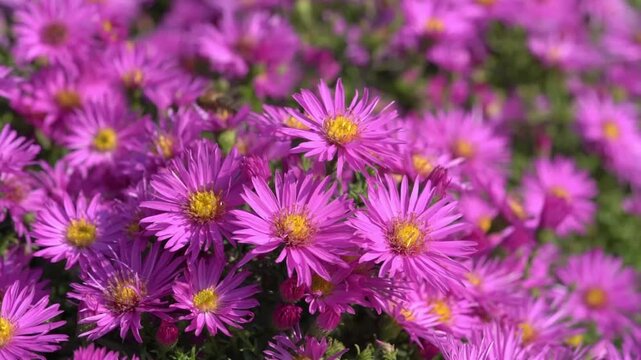 Aster novi belgii 'Dandy' a magenta pink herbaceous summer autumn perennial flower plant commonly known as Michaelmas daisy, gardening stock video footage clip