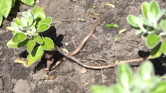 Slow worm (Anguis fragilis) close-up, a native British legless lizard, crawling through a garden habitat. Perfect for wildlife documentaries, nature stock video footage clip 