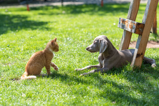 Weimaraner Puppy and Ginger Kitten Meeting in Sunny Backyard