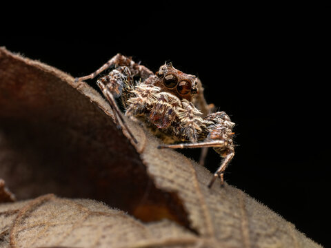 Portia labiata (often called the White-Moustached Jumping Spider) is an incredibly intelligent, web-invading predator. 