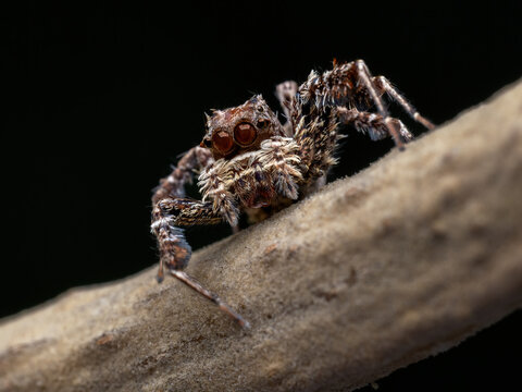 Portia labiata (often called the White-Moustached Jumping Spider) is an incredibly intelligent, web-invading predator. 