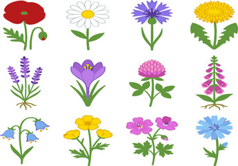 Colorful Wildflower and Garden Plant Icon Set with Poppy Daisy Cornflower Lavender Lavender Dandelion and Bluebell for Botanical Greeting Card Vector Graphic Designs © MstBobita