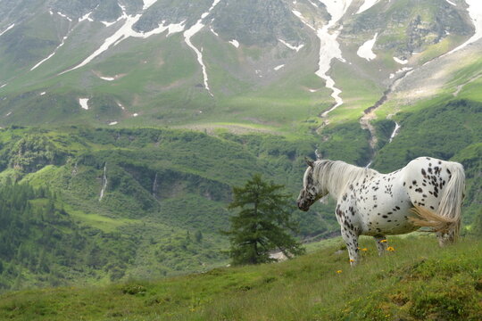 Sch&ouml;ne Tigerscheck Stute steht ruhig auf sommerlicher Bergwiese, vor faszinierendem Alpenpanorama