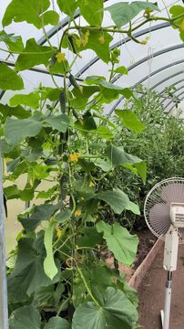 tomato plants in greenhouse