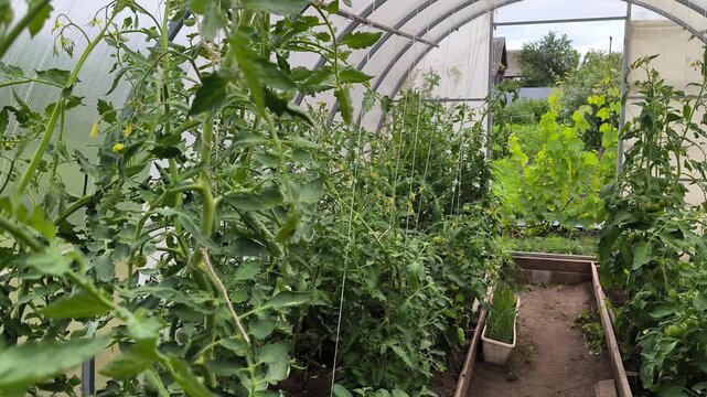 plants in a greenhouse