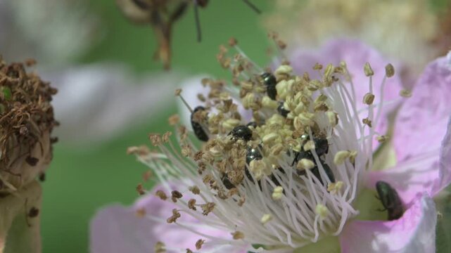 Pollen Beetles (Meligethes aeneus) on tree blossom, joined by a Honey Bee (Apis mellifera). June, Kent, UK [Slow motion x5]