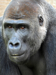 Fototapeta premium Close-Up Portrait of a Western Lowland Gorilla