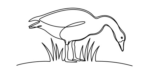 Minimalist continuous line drawing of a goose eating grass in a field © DCB Line Stocker