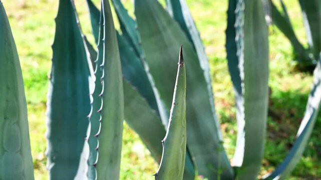 Close-up view of thick green agave leaves with sharp edges and natural geometric patterns. Detailed botanical image highlighting the texture and structure of this drought-tolerant succulent plant.