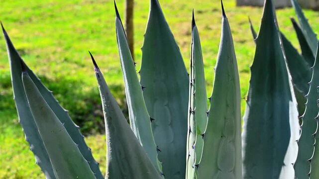 Close-up view of thick green agave leaves with sharp edges and natural geometric patterns. Detailed botanical image highlighting the texture and structure of this drought-tolerant succulent plant.