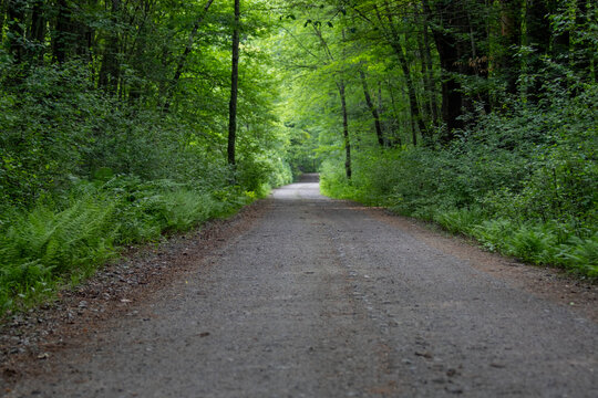 A tranquil dirt road winds beneath a dense green forest canopy, bordered by ferns and undergrowth. The peaceful pathway invites walking, exploration and solitude, offering a calm natural escape and s