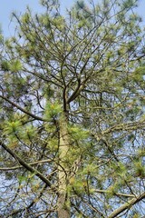 Fototapeta premium Treetop of lush green pine tree against a clear blue sky background.