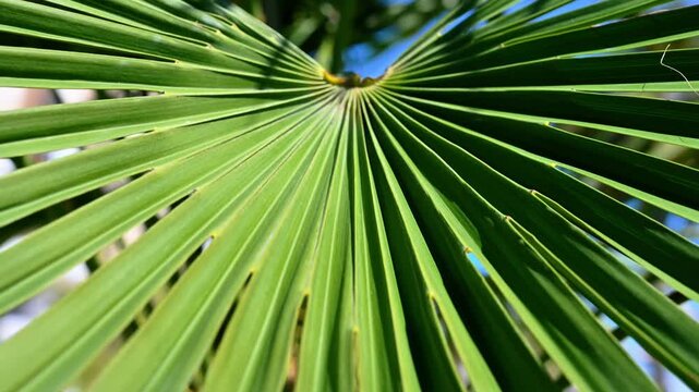 Close-up view of lush green palm leaves with detailed tropical foliage texture. Natural botanical background highlighting fresh vegetation, exotic plants and vibrant leaf patterns in daylight.