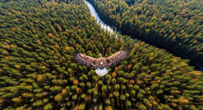 Aerial view of eagle scouting a forest river.
