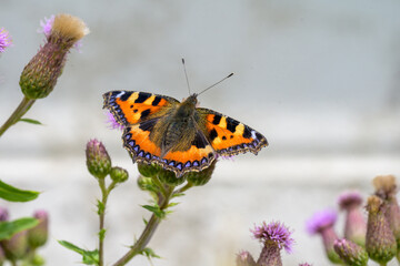 A small tortoiseshell (Aglais urticae) feeding on nectar on a creeping thistle (cirsium arvense) a common perennial wildflower, in a garden in Wakefield, West Yorkshire. © chris