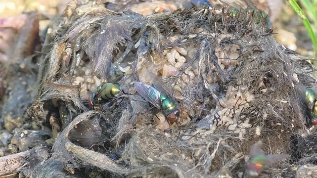 

Intense Sunlit Macro of Maggots and Blowflies Decomposing a Dead Mole Carcass #001
