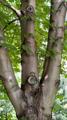 Obraz premium Mature tree trunk with fresh green leaves and natural bark texture in urban park