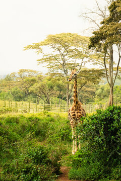 An adult female Rothschild giraffe stand isolated in greenery free in a lush acacia grove at the Nairobi Giraffe Center. Authentic wildlife conservation scene in Kenya at dusk