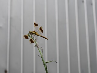 植物にとまる黄色いトンボ 　ミヤマアカネ © 66331