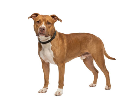 Brindle american pitbull terrier dog standing isolated on white background