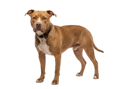 Brown american pitbull terrier standing alert isolated on white background