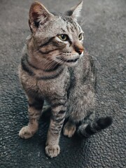 Obraz premium A beautiful domestic tabby cat sitting gracefully on a dark pebble stone ground, looking to the side with alert green eyes.