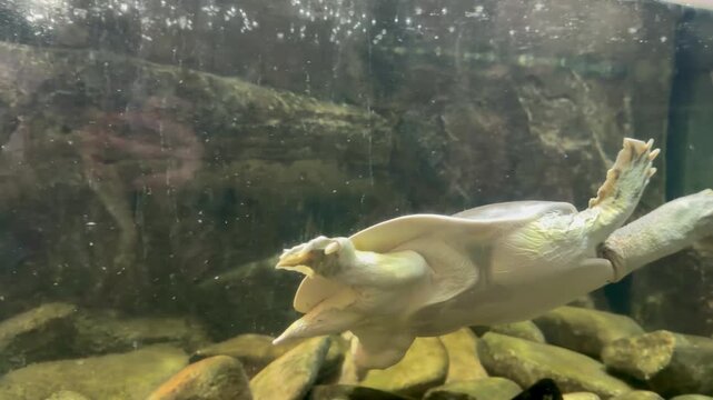 Softshell turtle swimming inside an aquarium tank with air bubbles