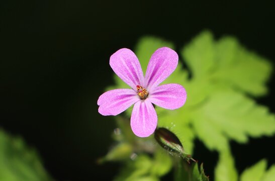 Herb Robert (Geranium robertianum) herbaceous flowering plant