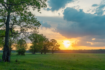 Naklejka premium Beautiful sunset over green field with oak trees in summer evening, dramatic sky with sunbeams over rural countryside landscape, idyllic wild nature meadow scenery.