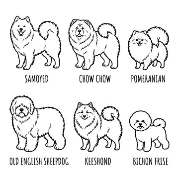 Detailed collection of six fluffy dog breeds including samoyed chow chow pomeranian old english sheepdog keeshond and bichon frise illustrated in a clean black and white vector graphic on transparent 
