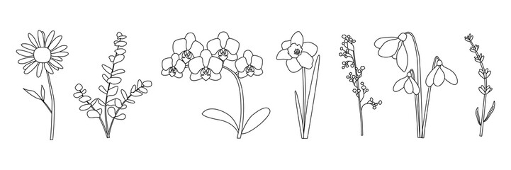 Elegant line drawings of various flowers including daisy, orchid, daffodil, lily of the valley, snowdrop, eucalyptus © Lipitorika