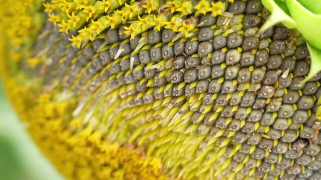 Mature Sunflower Head with Detailed Rows of Sunflower Seeds &ndash; 4K Close-up