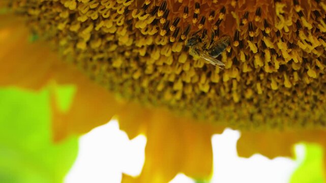 Close-up of a honeybee collecting nectar and pollinating a sunflower center, macro nature photography