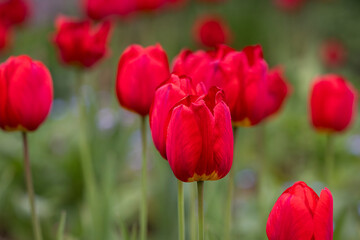 Obraz premium Like glowing lanterns of spring, brilliant red Oxford tulips stand tall. Vibrant red Tulipa 'Oxford' tulips blooming in a spring garden, with soft green bokeh creating a natural background. 