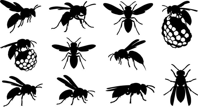 vector can editable Detailed wasp and hornet silhouette set with paper nest illustration