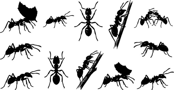 vector can editable Dynamic formicidae silhouettes depicting laborious leafcutter ants and colony interactions