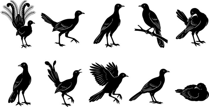 vector can editable Exquisite lyrebird silhouettes highlighting the elaborate tail feathers and forest display