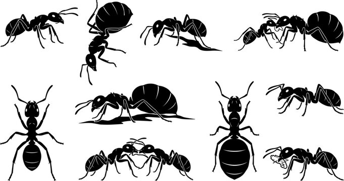 vector can editable Interactive silhouette set of ants communicating and carrying food back to the colony