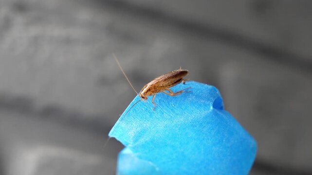 The American cockroach was caught in a glue trap. Destruction of insects at home. Insect management, close up of cockroach stuck on sticky glue cockroaches trap with bait with blurred background. 