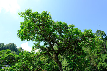 Fototapeta premium Green tree canopy in bright forest landscape