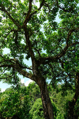Fototapeta premium Leafy tree in lush green forest