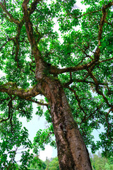 Fototapeta premium Large tree trunk with green canopy