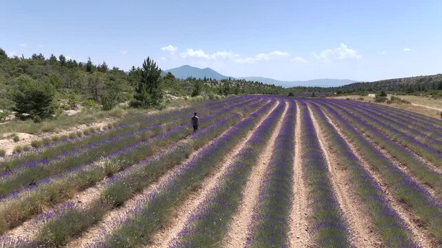 Vue a&eacute;rienne d'un homme qui se balade dans un champ de lavande en fleurs sous un soleil radieux