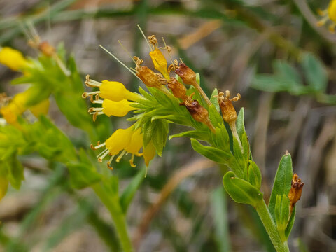 Close up of yellow Lithospermum incisum flowers in bloom