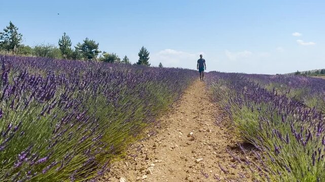 Homme qui se balade dans un champ de lavande en fleurs sous un soleil radieux